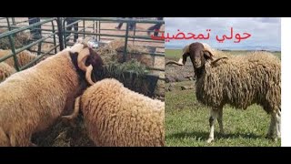 اكتشف خصائص سلالة تمحضيت