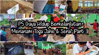 P5 Gaya Hidup Berkelanjutan : Menanam Toga Jahe & Serai |Part 3|