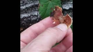 Turkey Tail Mushroom