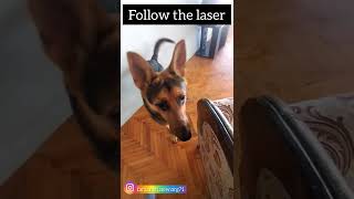 Follow the laser#love #music #dog #aşk #game  #عشق #تتلو #comedy #cute #challenge #baby  #turnip