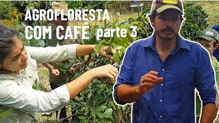 O QUE SÃO ESPÉCIES DE SERVIÇO? - Agrofloresta com Café (parte 3)