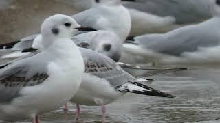 Bonaparte's and Franklin's Gulls