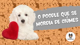 O poodle que se mordia de ciúmes