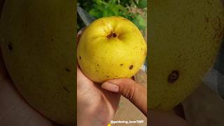 Organic fruit cutting 🍋🍐🍎🍑🥝 #organic #fruitfarming #fruitgrowing #fruitcrops @gardening_lover7469