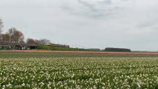 Koploper in Bollentsreek