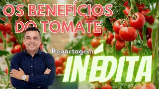 Saiba sobre os benefícios do Tomate