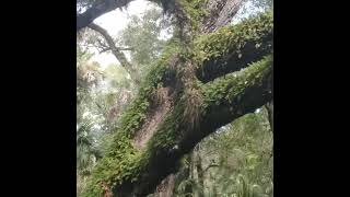 Resurrection Ferns