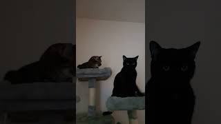 heres another video of my #cats #kittens #pets