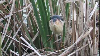 Least Bittern