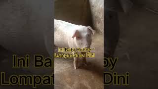 #ternakbabi #pig #beternakbabi #animal#hewan#binatang#babikampung