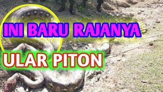 KING PITON DI TENGAH HUTAN