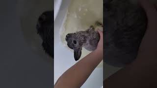 Водные процедуры 2,rabbit 💦🥕