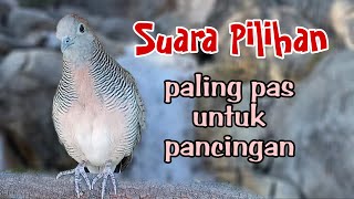 PERKUTUT LOKAL GACOR SUARA PILIHAN PALING PAS UNTUK PANCINGAN