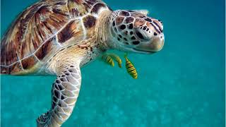 World turtle day//whatsApp status//happy turtle day//Muzix