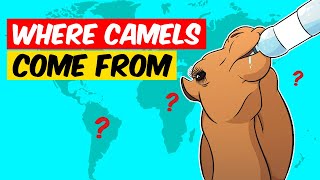 You Have No Idea Where Camels Come From!