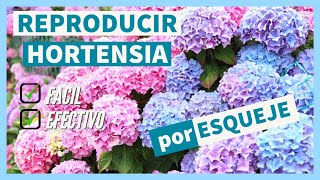 Como Reproducir HORTENSIAS por ESQUEJES ✅ FACIL- Corte esqueje, evolución y trasplante definitivo.