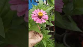 Viralkan!! Zinnia Unik dan Cantik di KebunKu 🥰