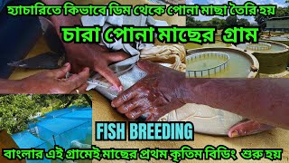 কিভাবে মাছরে ডিম থেকে চারা মাছ তৈরি হয় || Fish Breeding Procedure || এই গ্রামে পাবেন সব মাছে ডিমপোনা