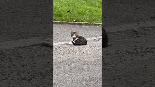 Random Cat just chilling #viral #views #catlover #cats #cutecatshorts PLEASE SUBSCRIBE TO ME THANKS