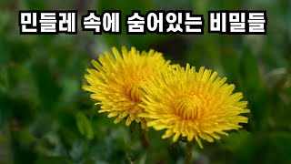 민들레 속에 숨어있는 비밀들