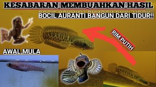 UPDATE TERBARU BOCIL CB AURANTI FLERING GACOR RIM PUTIH TEBAL DORSAL POLOS !! #aurantimaculata