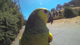 Scooter Run  With My Amazon Parrot On My Shoulder Whistles and Sings