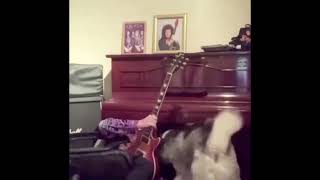 Guitar Man fall in Piano Meme/TIktok Viral Fail [Full Video]