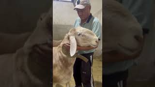 Знаменитый ОБРАЗ на оценку.#арашан#sheep #кочкор