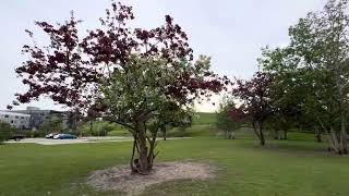 Cherry Blossom in Calgary City! Beautiful City life-Calgary # Alberta# Canada