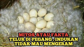 AWAS !!! JANGAN PEGANG TELUR UNGGAS