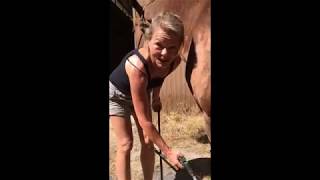 Cavallo Hoof Boots offer Hoof Care During Hot Weather!