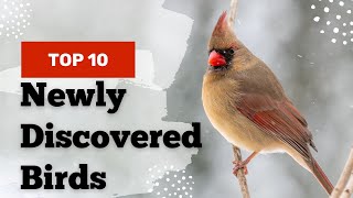 Top 10 New Birds | Newly Discovered Birds