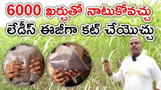 సూపర్ నేపియర్ లాంటిది,co4,csv33 for dairy farm @MalleshAdla