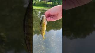 Nice perch on Myers lake