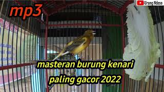 Masteran burung kenari gacor dan burung macet bunyi langsung nyaut