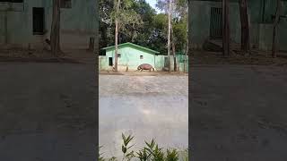 Hepopotimas Scene Surat Zoo #trendingshorts #zoo #forest