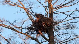 Discovery Eaglets August 3 2013 8:30 pm