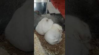 hamster ku yg sedang hamil hingga beranak