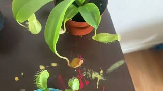 Carnivorous plant update week 6 and their natural habitat