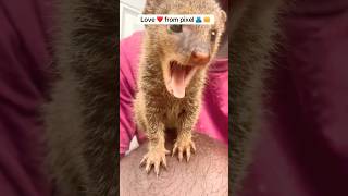 Meet pixel Jamaica pet mongoose #jamaica #funshorts #pets