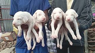 Rajapalayam dog sales in Mel and female puppy available location Rajapalayam call me 7639524433