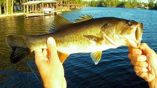 Drop Shot vs Crankbait Spring Bass Fishing