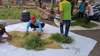 Panen ketan Grendel pertama di BPP KALUA