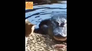 #Shorts cat vs crocodile, приколы 2021, кот против крокодила