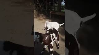 goats farming