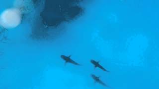 Snorkeling with sharks off the southern coast of New Providence Bahamas