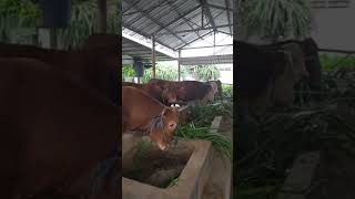 Hai Rambo.... #farm #peternakmuda #fyp #cow #livestock #cattle