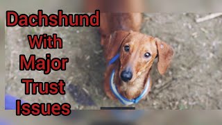 Abandoned Dachshund with major trust issues finds a forever home!