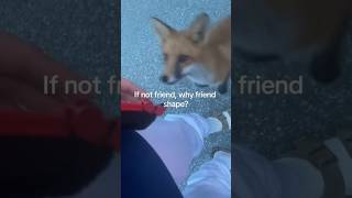 Wild fox became the visitor on the road #fox #corgi #cute #animals #pets #music