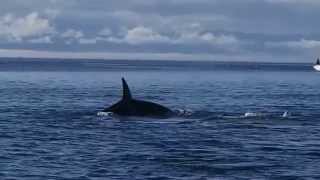 Orcas and sailboat